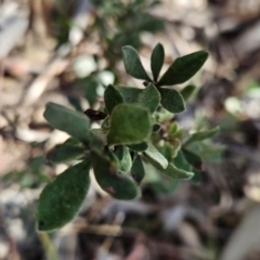 Hibbertia obtusifolia (Grey Guinea-flower) at Cooleman Ridge - 21 Aug 2023 by BethanyDunne