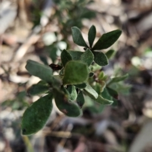Hibbertia obtusifolia at Chapman, ACT - 21 Aug 2023