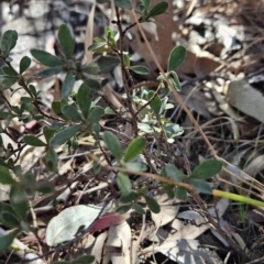 Hibbertia obtusifolia at Chapman, ACT - 21 Aug 2023
