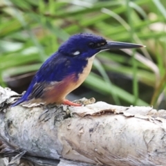 Ceyx azureus (Azure Kingfisher) at Como, QLD - 3 Aug 2023 by AlisonMilton