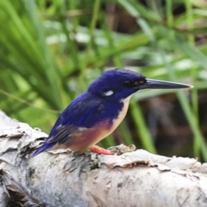 Ceyx azureus at Como, QLD - 3 Aug 2023 10:10 AM
