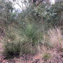 Xanthorrhoea glauca subsp. angustifolia (Grey Grass-tree) at Paddys River, ACT - 19 Aug 2023 by NickiTaws