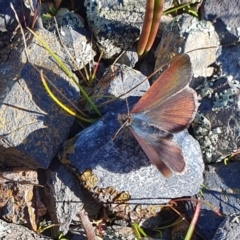 Erina sp. (genus) (A dusky blue butterfly) at Yass River, NSW - 21 Aug 2023 by SenexRugosus