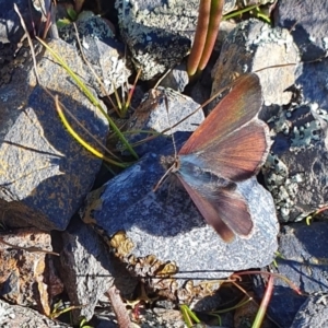 Erina sp. (genus) at Yass River, NSW - 21 Aug 2023