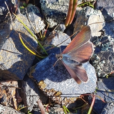 Erina sp. (genus) (A dusky blue butterfly) at Rugosa - 21 Aug 2023 by SenexRugosus