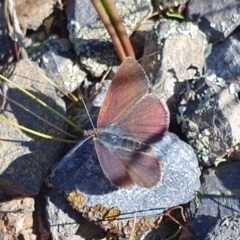 Erina sp. (genus) at Yass River, NSW - 21 Aug 2023