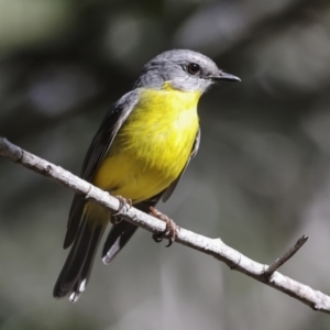 Eopsaltria australis (Eastern Yellow Robin) at Como, QLD by AlisonMilton