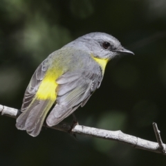 Eopsaltria australis at Como, QLD - 3 Aug 2023