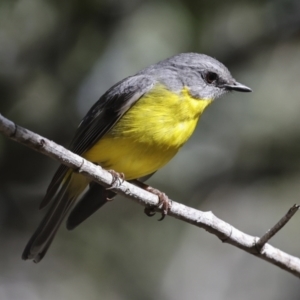 Eopsaltria australis at Como, QLD - 3 Aug 2023