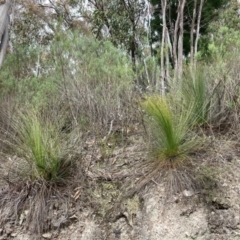 Xanthorrhoea glauca subsp. angustifolia (Grey Grass-tree) at Paddys River, ACT - 19 Aug 2023 by NickiTaws