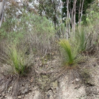 Xanthorrhoea glauca subsp. angustifolia (Grey Grass-tree) at Paddys River, ACT - 19 Aug 2023 by NickiTaws