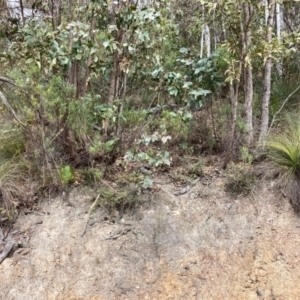 Xanthorrhoea glauca subsp. angustifolia at Paddys River, ACT - suppressed