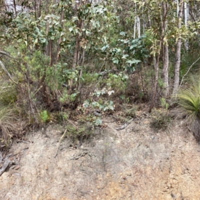 Xanthorrhoea glauca subsp. angustifolia (Grey Grass-tree) at Tidbinbilla Nature Reserve - 19 Aug 2023 by NickiTaws