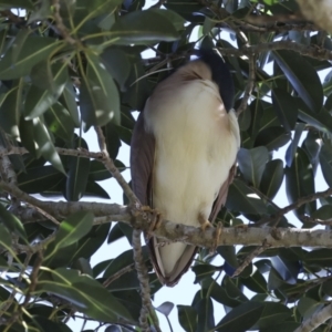 Nycticorax caledonicus at Como, QLD - 3 Aug 2023 02:49 PM