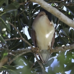 Nycticorax caledonicus at Como, QLD - 3 Aug 2023