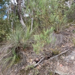 Xanthorrhoea glauca subsp. angustifolia at Paddys River, ACT - 19 Aug 2023