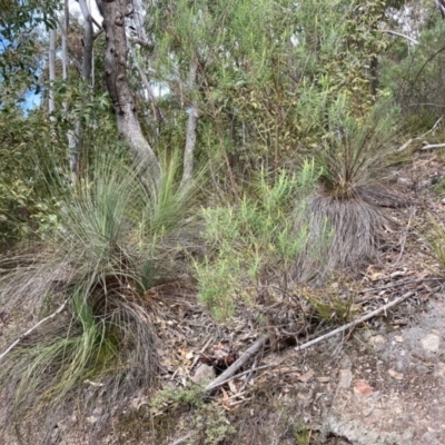 Xanthorrhoea glauca subsp. angustifolia (Grey Grass-tree) at Paddys River, ACT - 19 Aug 2023 by NickiTaws