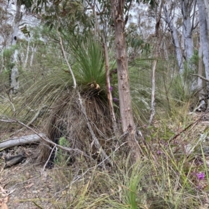 Xanthorrhoea glauca subsp. angustifolia at Paddys River, ACT - suppressed