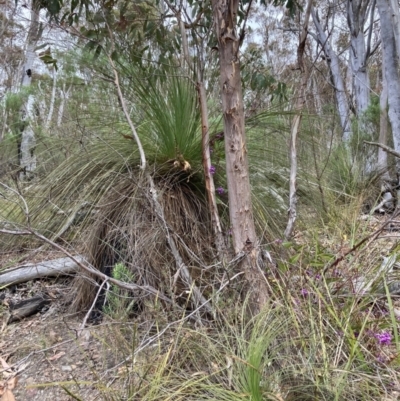 Xanthorrhoea glauca subsp. angustifolia (Grey Grass-tree) at Paddys River, ACT - 19 Aug 2023 by NickiTaws