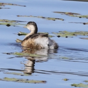 Tachybaptus novaehollandiae at Noosa North Shore, QLD - 3 Aug 2023