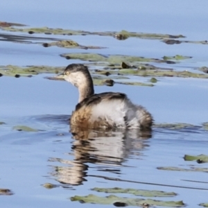 Tachybaptus novaehollandiae at Noosa North Shore, QLD - 3 Aug 2023