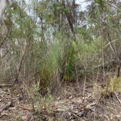 Xanthorrhoea glauca subsp. angustifolia (Grey Grass-tree) at Paddys River, ACT - 19 Aug 2023 by NickiTaws