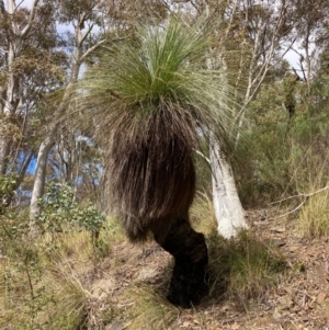 Xanthorrhoea glauca subsp. angustifolia at Paddys River, ACT - 19 Aug 2023