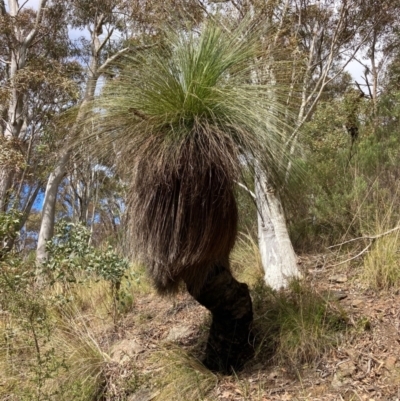 Xanthorrhoea glauca subsp. angustifolia (Grey Grass-tree) at Paddys River, ACT - 19 Aug 2023 by NickiTaws