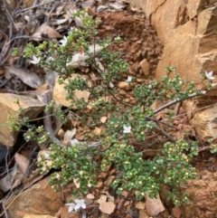 Boronia algida (Alpine Boronia) at Tidbinbilla Nature Reserve - 19 Aug 2023 by NickiTaws