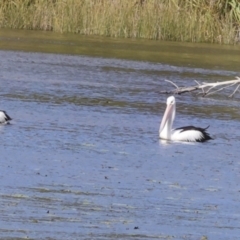 Pelecanus conspicillatus (Australian Pelican) at Noosa North Shore, QLD - 3 Aug 2023 by AlisonMilton