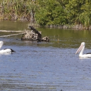 Pelecanus conspicillatus at Noosa North Shore, QLD - 3 Aug 2023