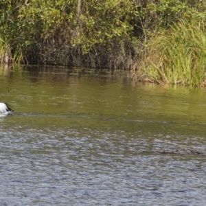 Pelecanus conspicillatus at Noosa North Shore, QLD - 3 Aug 2023 01:19 PM