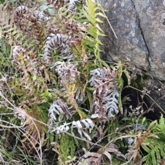 Blechnum cartilagineum (Gristle Fern) at Cooleman Ridge - 12 Aug 2023 by BethanyDunne