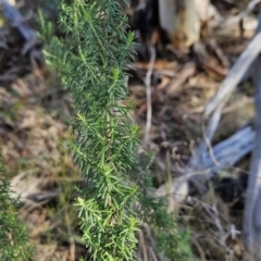Cassinia aculeata subsp. aculeata (Dolly Bush, Common Cassinia, Dogwood) at Chapman, ACT - 21 Aug 2023 by BethanyDunne