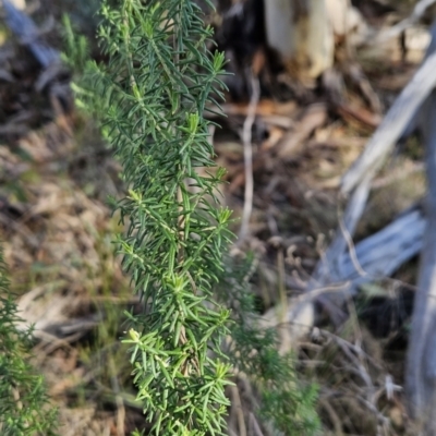Cassinia aculeata subsp. aculeata (Dolly Bush, Common Cassinia, Dogwood) at Chapman, ACT - 21 Aug 2023 by BethanyDunne
