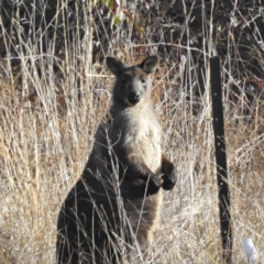 Osphranter robustus robustus (Eastern Wallaroo) at Lions Youth Haven - Westwood Farm A.C.T. - 21 Aug 2023 by HelenCross