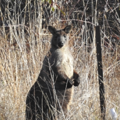 Osphranter robustus robustus (Eastern Wallaroo) at Lions Youth Haven - Westwood Farm A.C.T. - 21 Aug 2023 by HelenCross