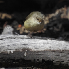 Acanthiza reguloides (Buff-rumped Thornbill) at ANBG - 16 Aug 2023 by HelenCross