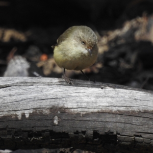 Acanthiza reguloides at Canberra Central, ACT - 16 Aug 2023