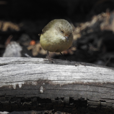 Acanthiza reguloides (Buff-rumped Thornbill) at ANBG - 16 Aug 2023 by HelenCross