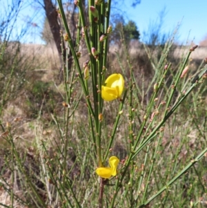 Cytisus scoparius subsp. scoparius at Braidwood, NSW - 20 Aug 2023