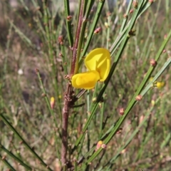 Cytisus scoparius subsp. scoparius at Braidwood, NSW - 20 Aug 2023 10:31 AM