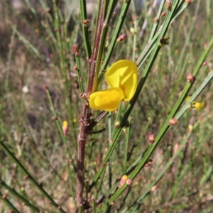 Cytisus scoparius subsp. scoparius at Braidwood, NSW - 20 Aug 2023