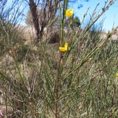 Cytisus scoparius subsp. scoparius at Braidwood, NSW - 20 Aug 2023 10:31 AM