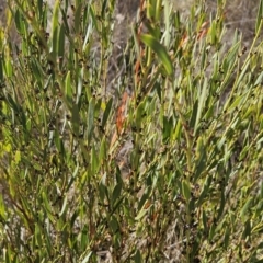 Daviesia mimosoides subsp. mimosoides at Cooleman Ridge - 8 Aug 2023 by BethanyDunne