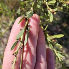 Daviesia mimosoides subsp. mimosoides at Stromlo, ACT - 8 Aug 2023 12:46 PM