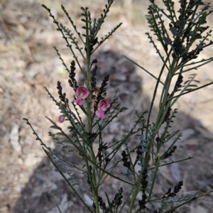 Indigofera adesmiifolia at Chapman, ACT - 9 Aug 2023