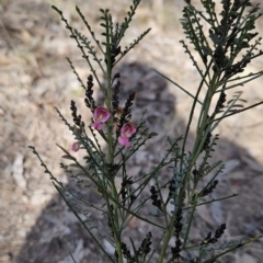 Indigofera adesmiifolia (Tick Indigo) at Cooleman Ridge - 9 Aug 2023 by BethanyDunne