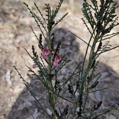Indigofera adesmiifolia (Tick Indigo) at Cooleman Ridge - 9 Aug 2023 by BethanyDunne