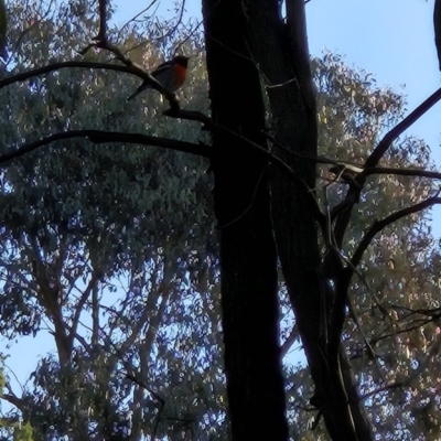 Petroica boodang (Scarlet Robin) at Chapman, ACT - 9 Aug 2023 by BethanyDunne